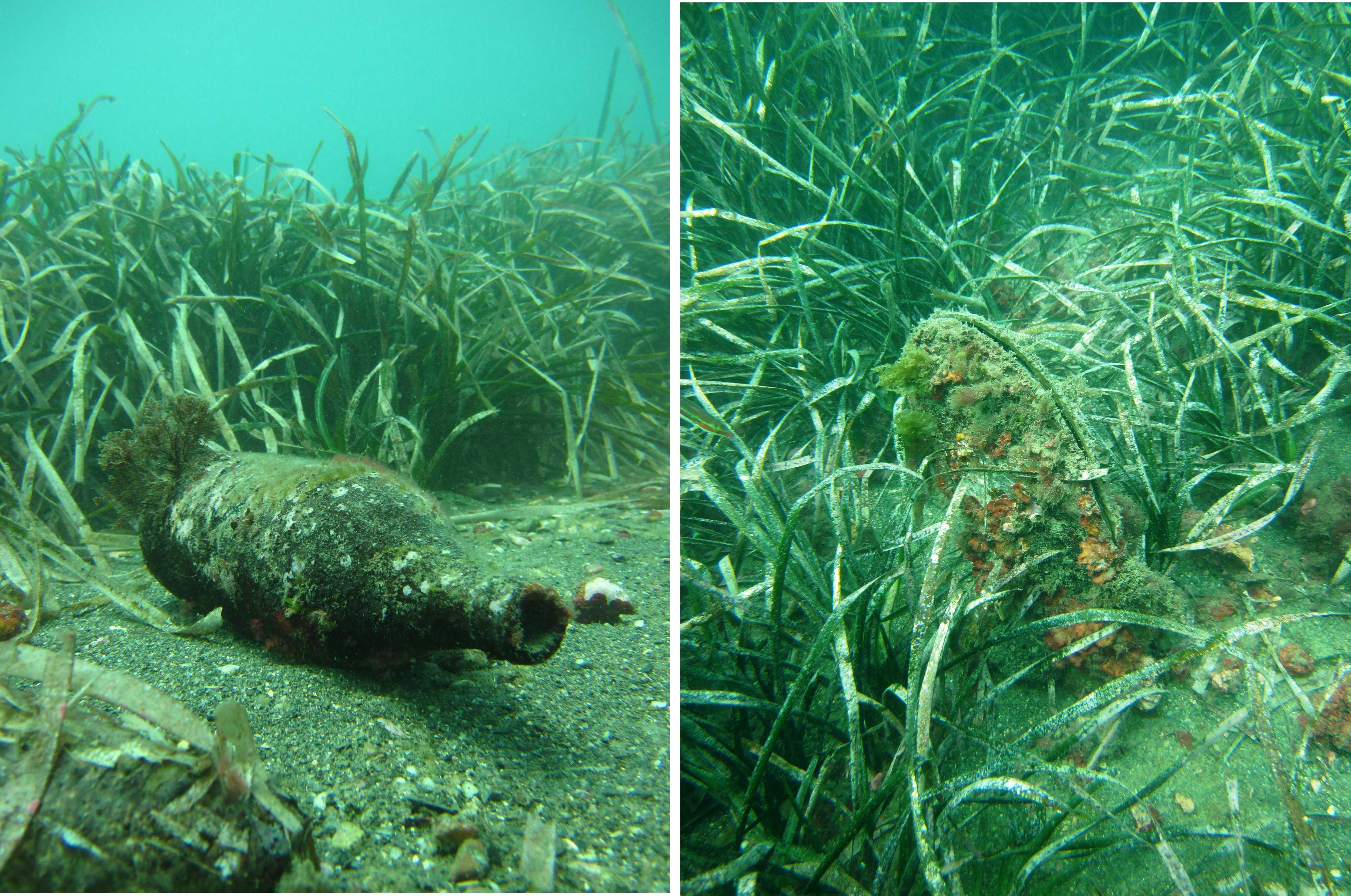 01_Posidonia