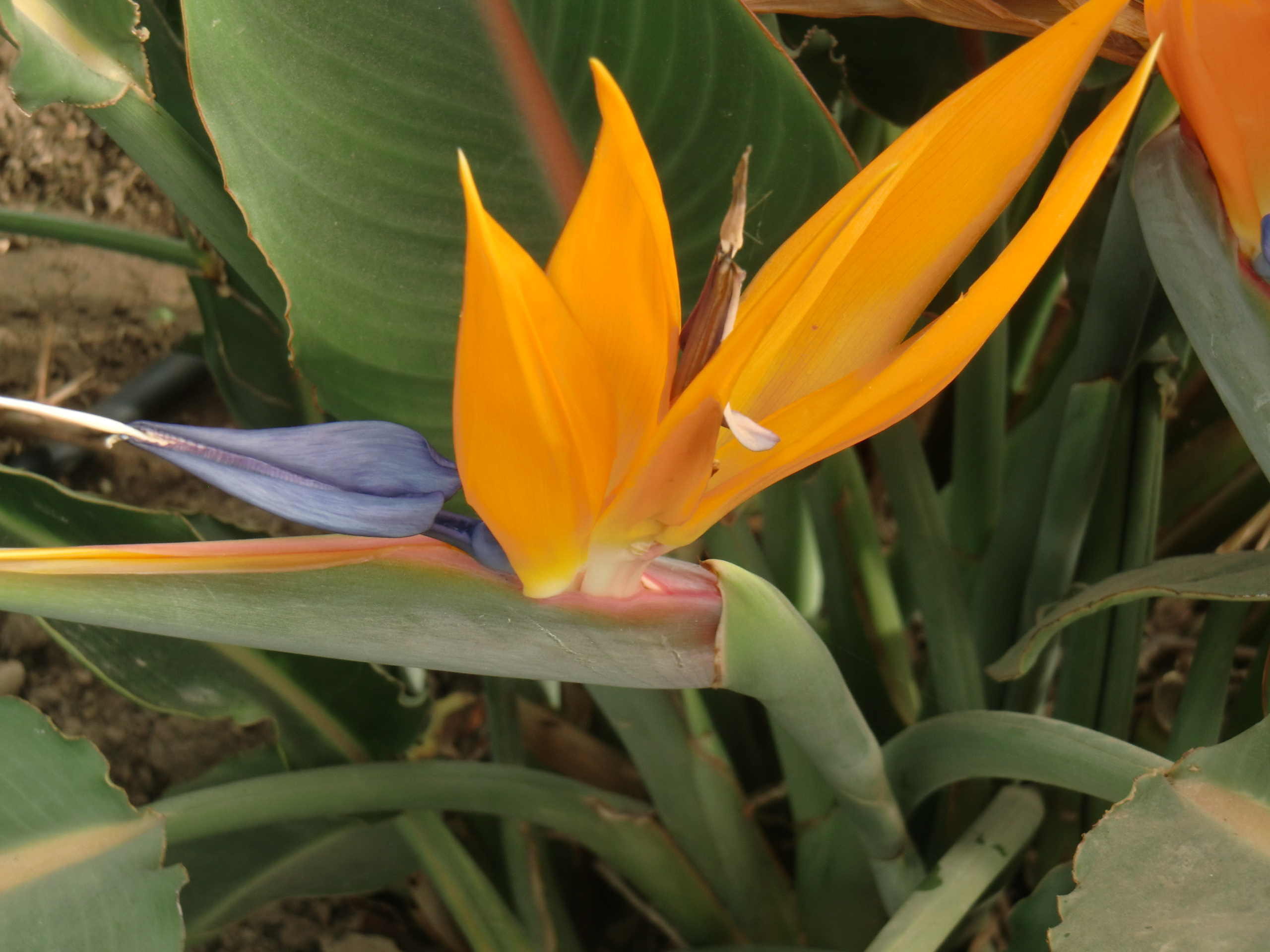 Fig. 4 Strelitzia reginae