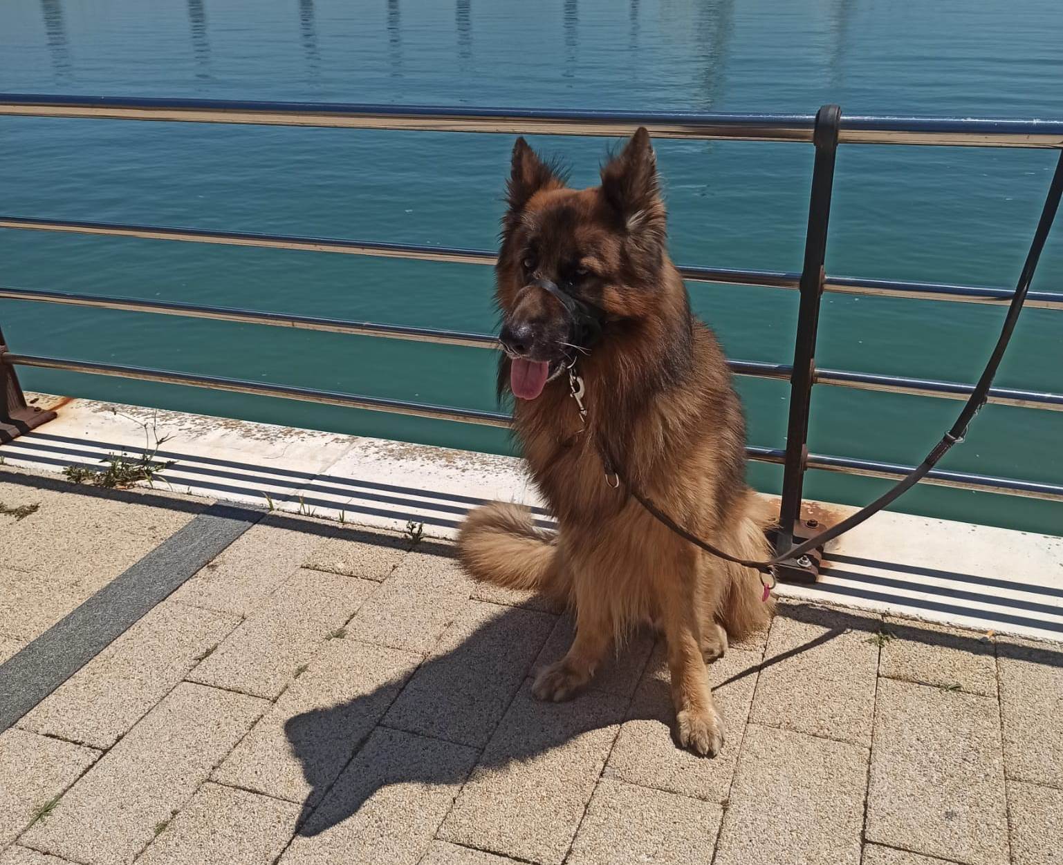 Perro_01